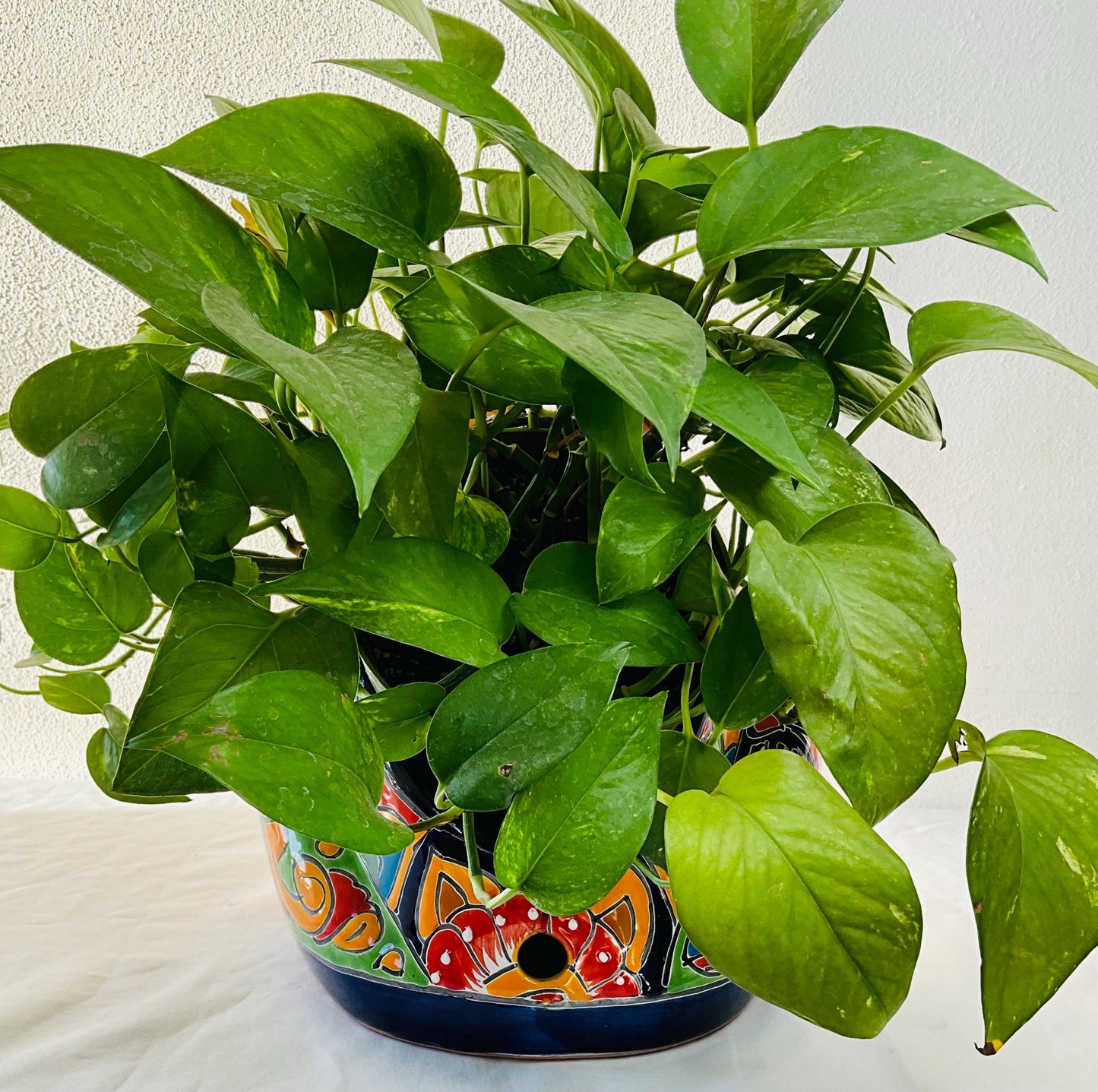 Maceta talavera rana