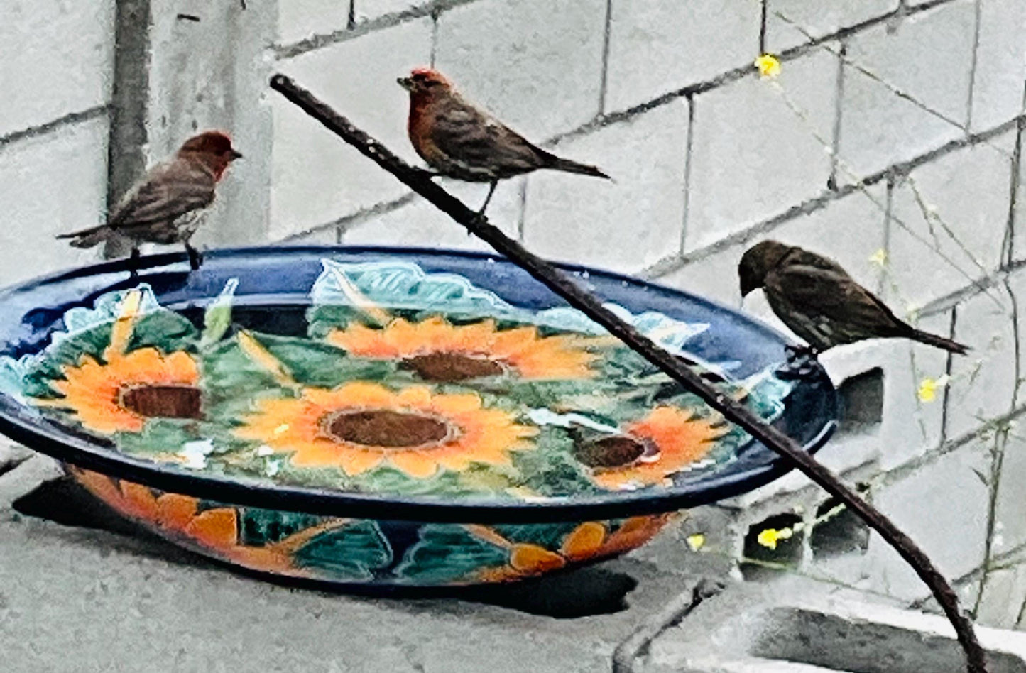 Bebedero más grande para pájaros de Talavera