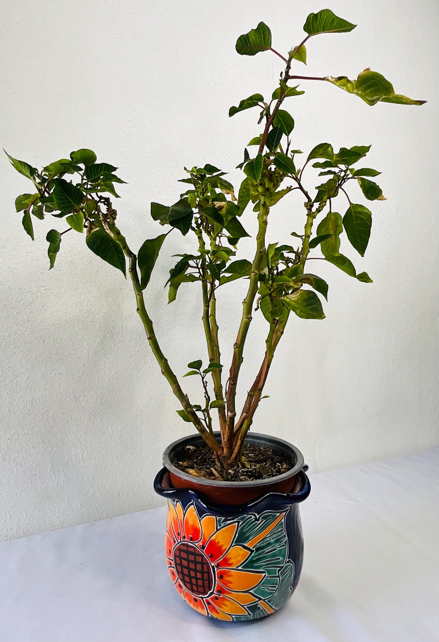 Talavera Pot small