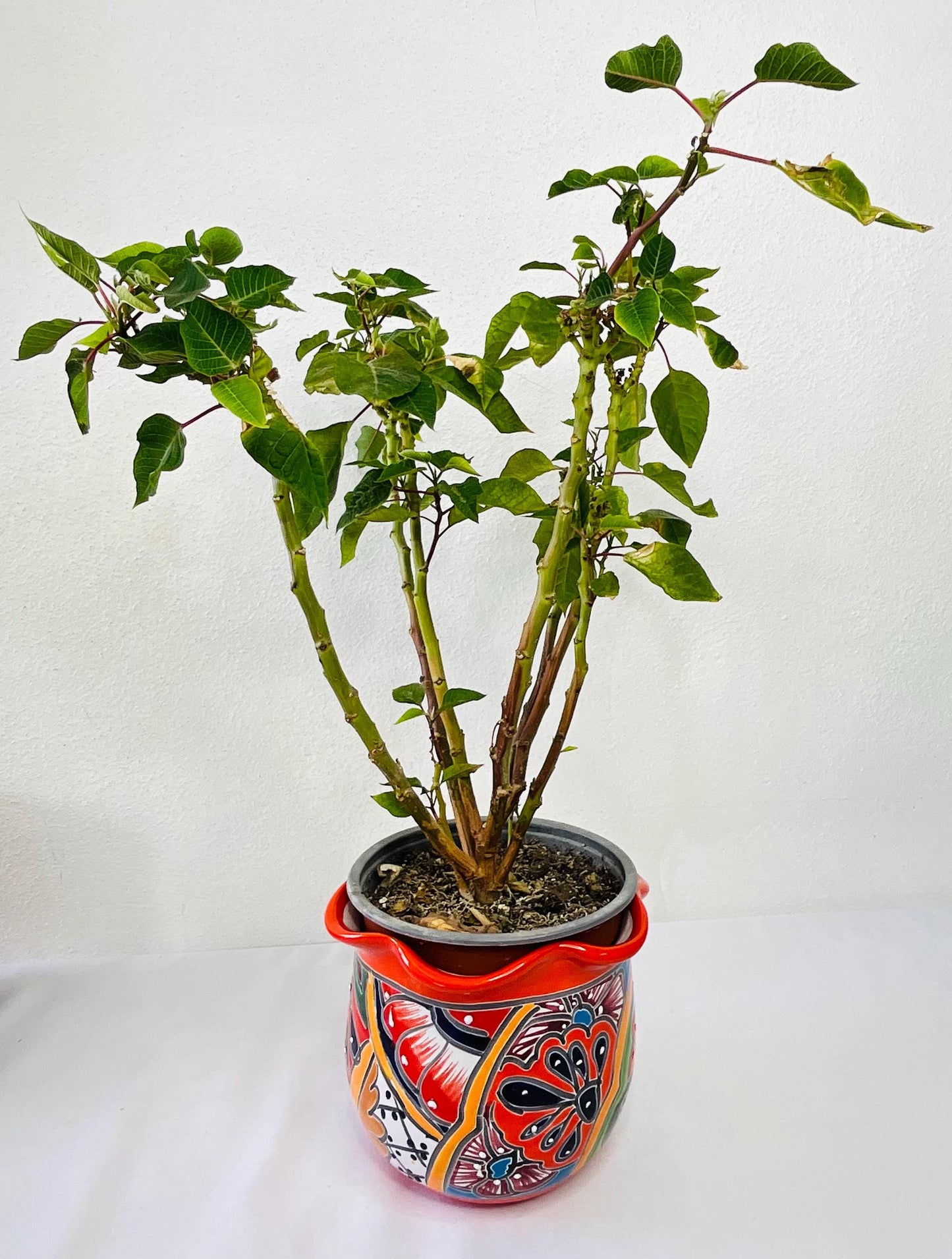 Talavera Pot small