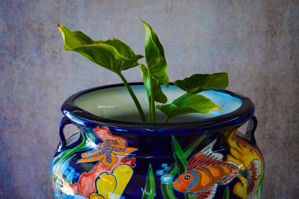 Michoacana Talavera