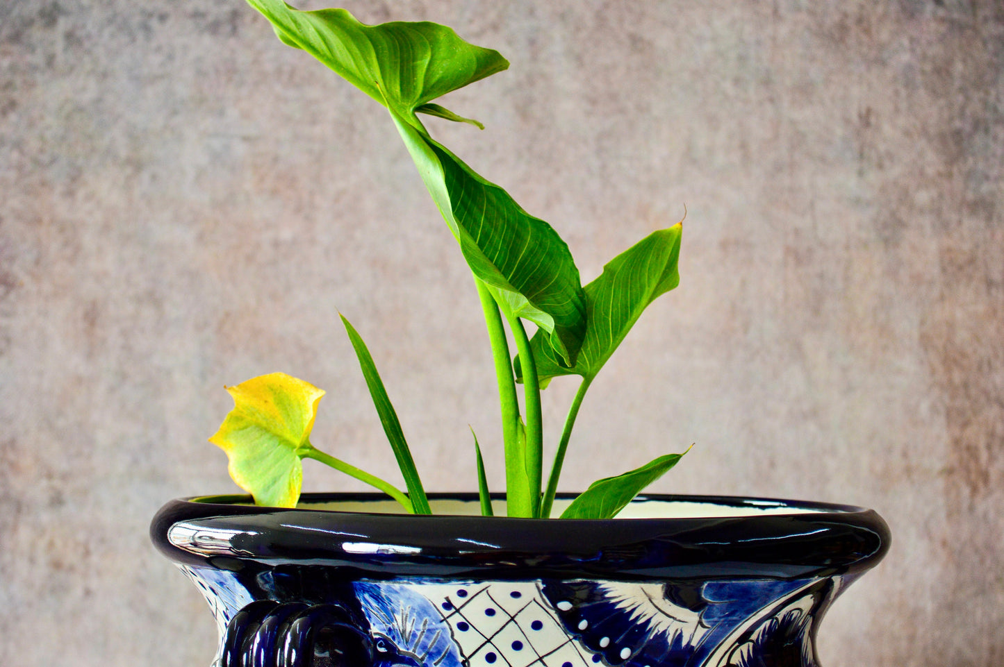 Medium Michoacana Talavera